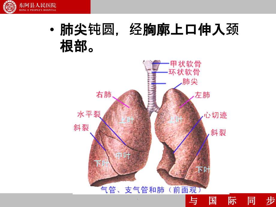 支气管镜下肺脏的分段.ppt_第2页