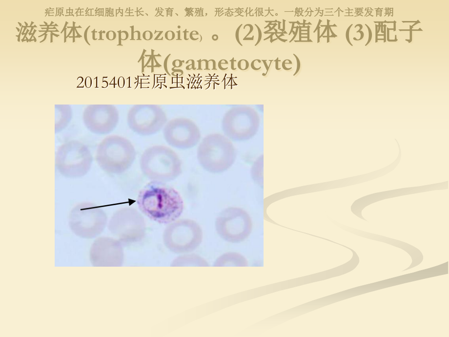 全国寄生虫形态.ppt_第2页
