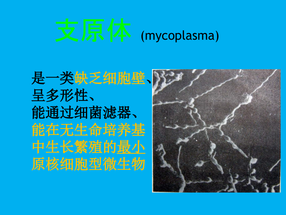 支原体立克次体衣原体.ppt_第2页