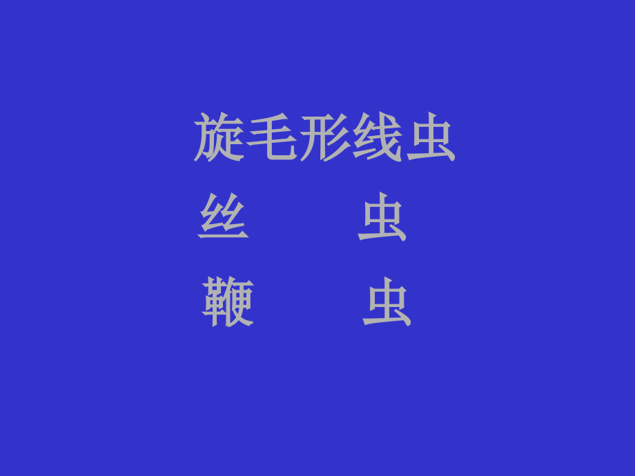 临床旋毛虫丝虫鞭虫.ppt_第1页