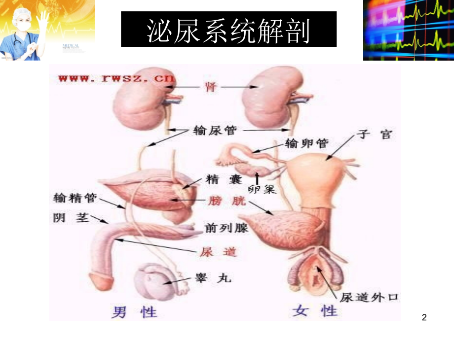泌尿外科微创手术常规配合.ppt_第2页