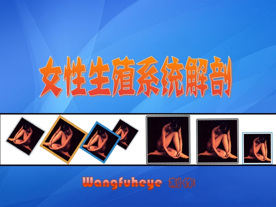 女性生殖系统解剖(护).ppt_第1页