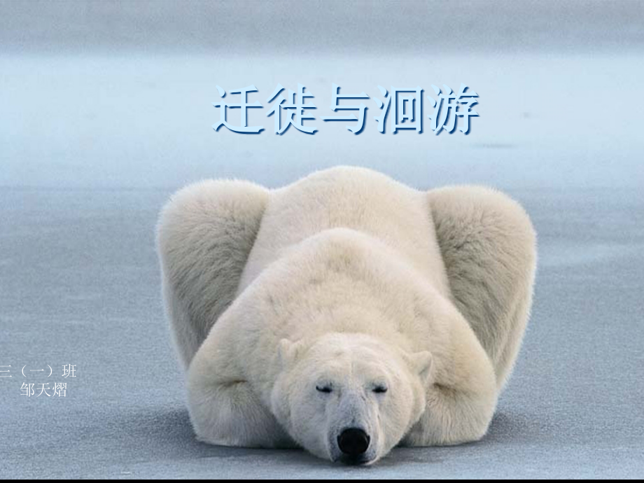 迁徙与洄游.ppt_第1页