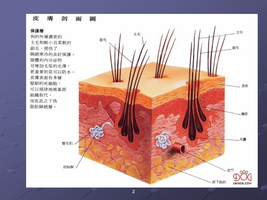 蠕形螨病.ppt_第2页