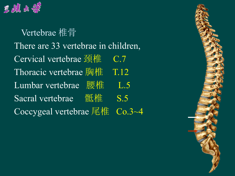 颈椎影像解剖学.ppt_第1页