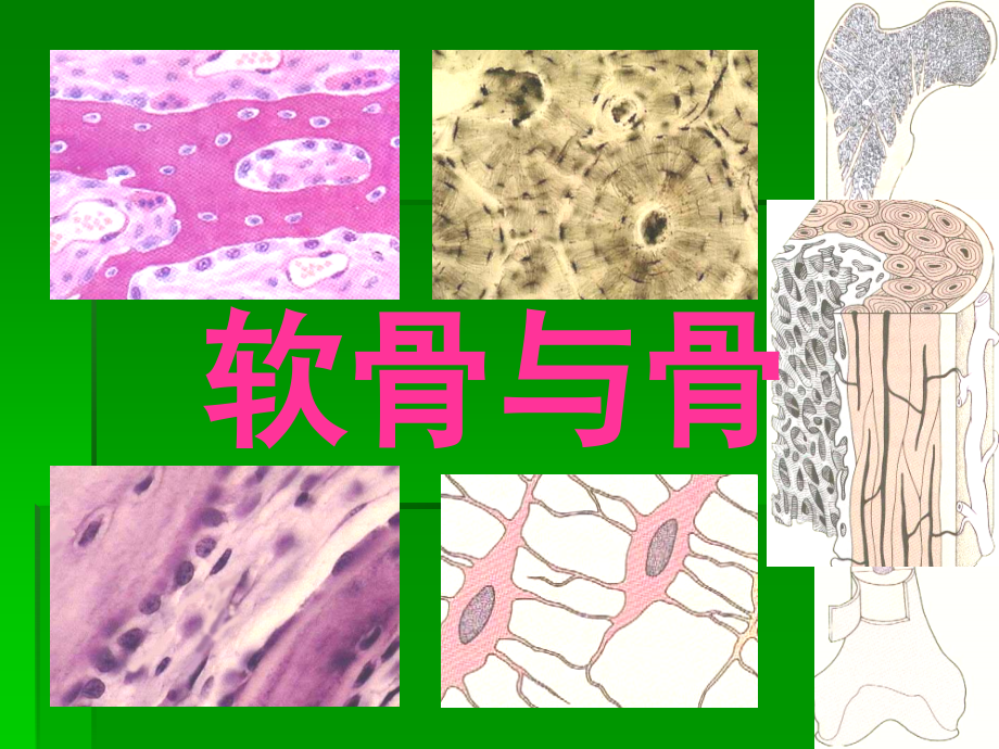 系统解剖学软骨与骨.ppt_第1页