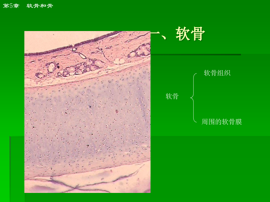 系统解剖学软骨与骨.ppt_第2页
