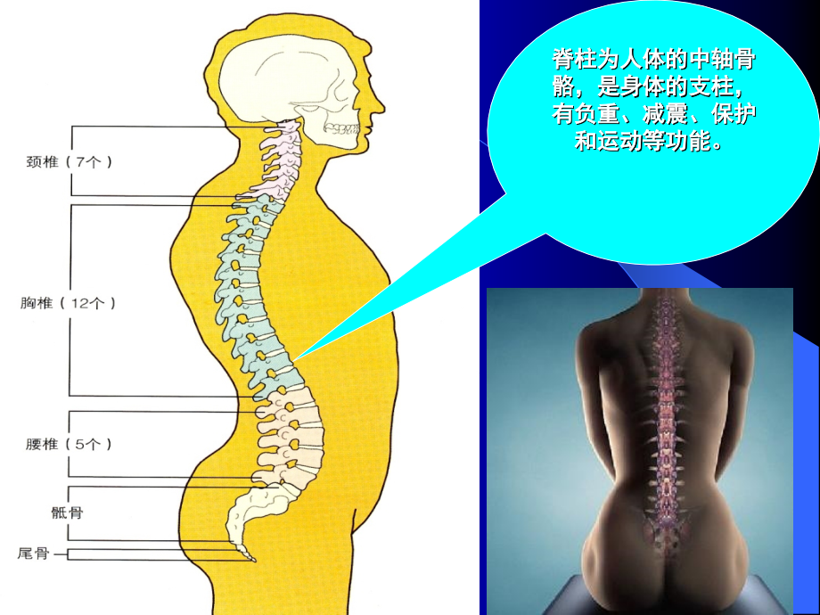 脊柱损伤的固定和搬运.ppt_第2页