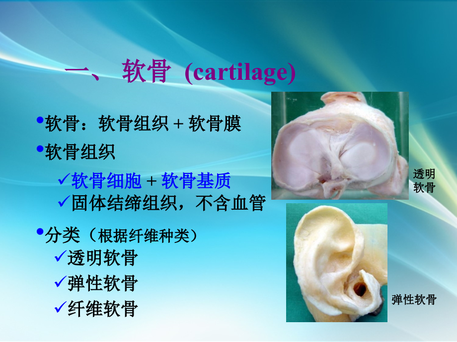 组织学：软骨和骨.ppt_第2页