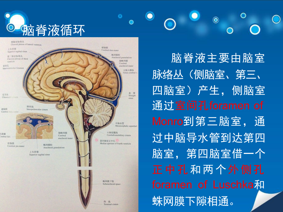 室管膜瘤.ppt_第2页