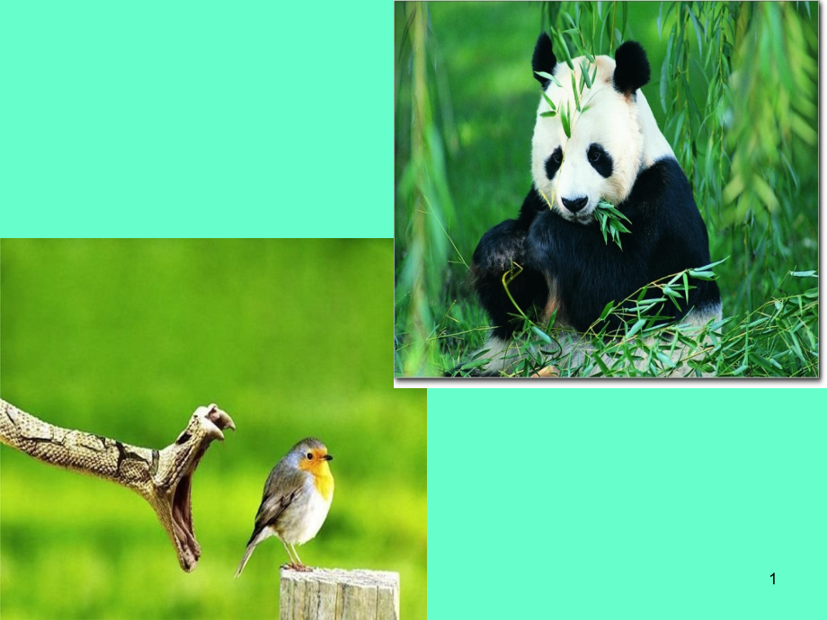 群落种的种间关系讲课PPT.ppt_第1页