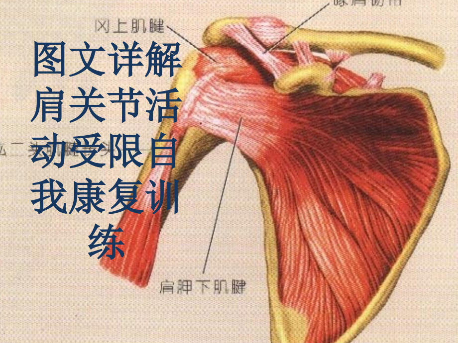 详解肩关节活动受限自我康复训练.pptx_第1页