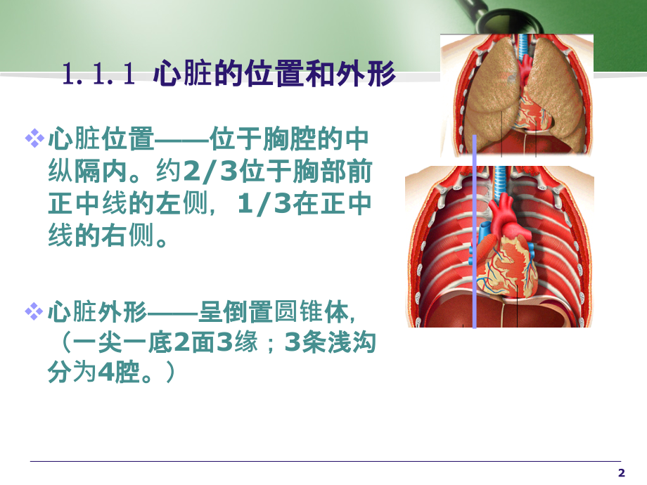 心血管系统呼吸系统.ppt_第2页