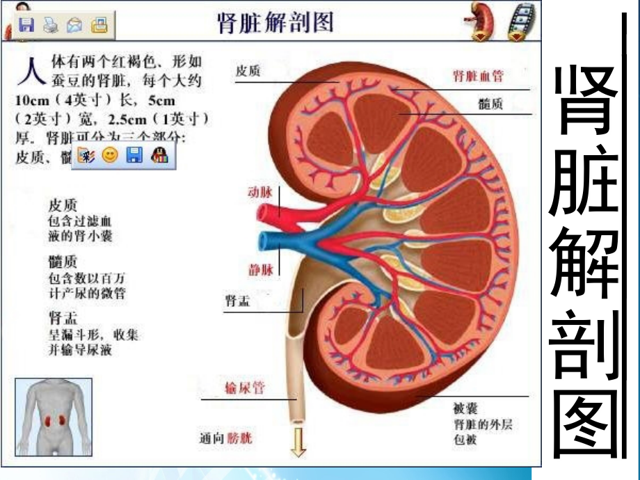肾内1一总论急性急进性慢性肾炎大全.ppt_第2页