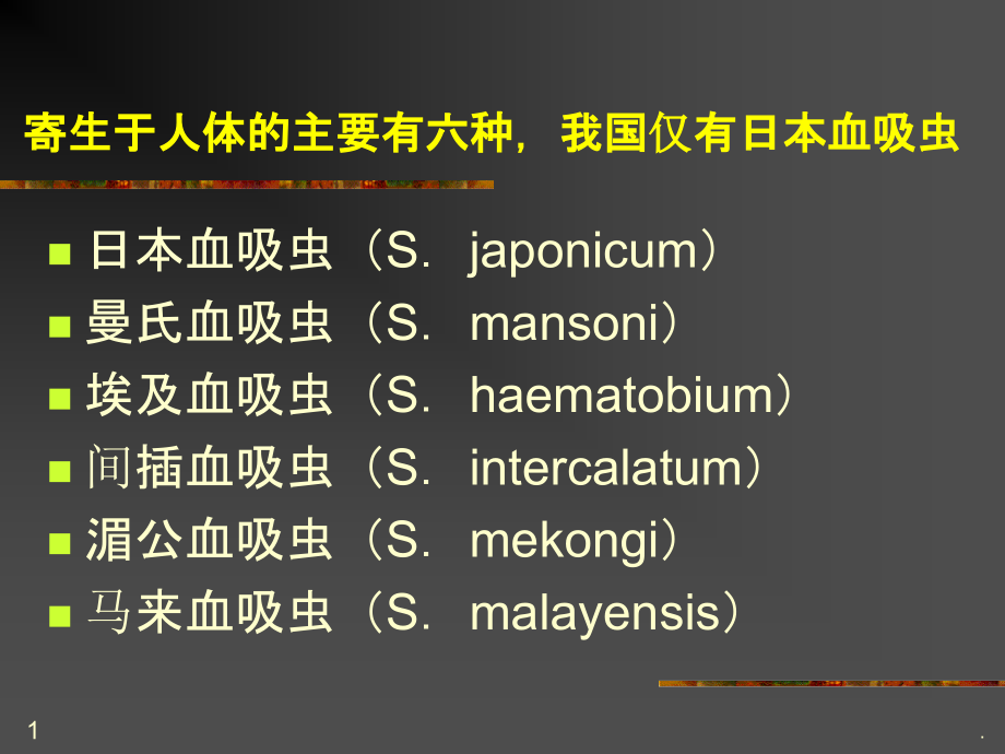 日本血吸虫.ppt_第1页