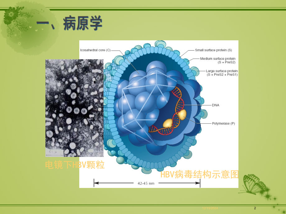 乙肝防治指南经典版.ppt_第2页