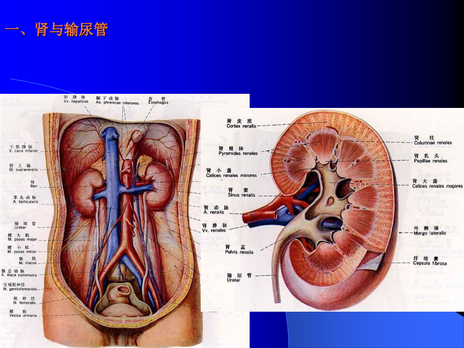 泌尿生殖系统影像.ppt_第2页