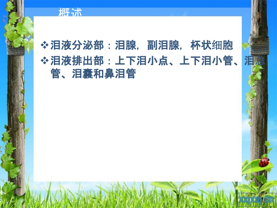 泪器眼表.ppt_第2页