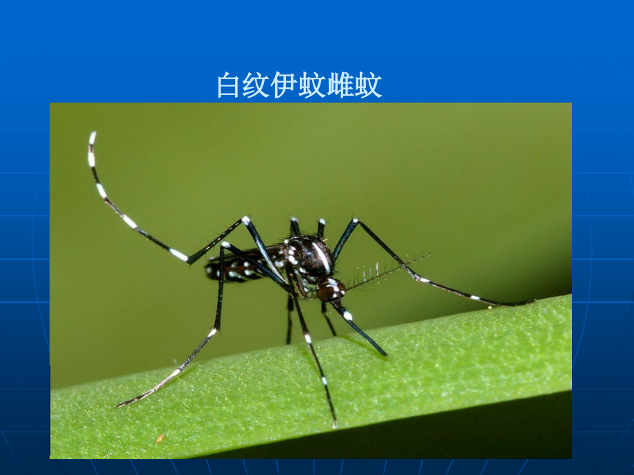 登革热ppt.ppt_第2页