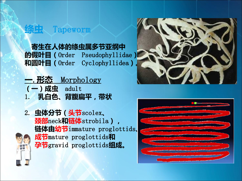 绦虫概论、猪带绦虫和牛带绦虫.ppt_第2页