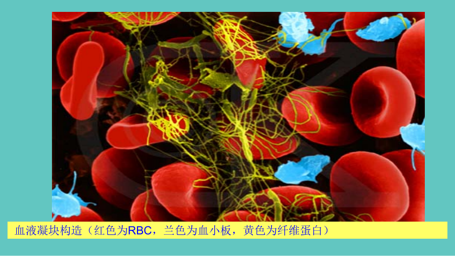 血液生化.ppt_第2页
