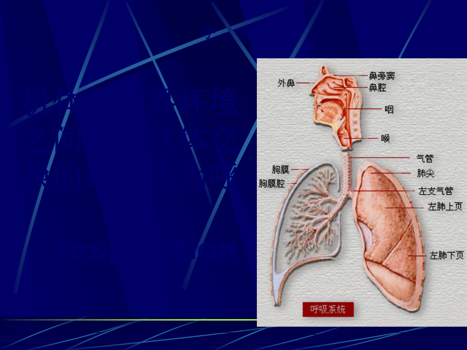 生理呼吸.ppt_第2页