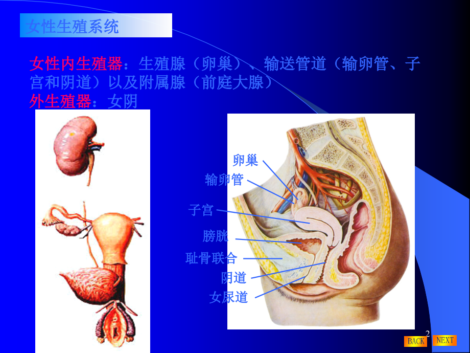 女性生殖系统及生理.ppt_第2页