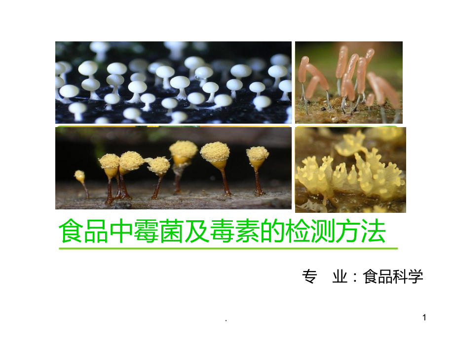 霉菌和毒素的检测方法PPT课件.ppt_第1页