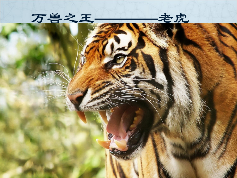 万兽之王————老虎.ppt_第1页
