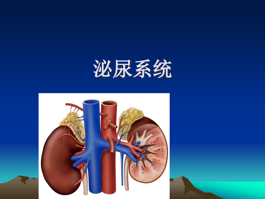 泌尿系统(解剖).ppt_第1页