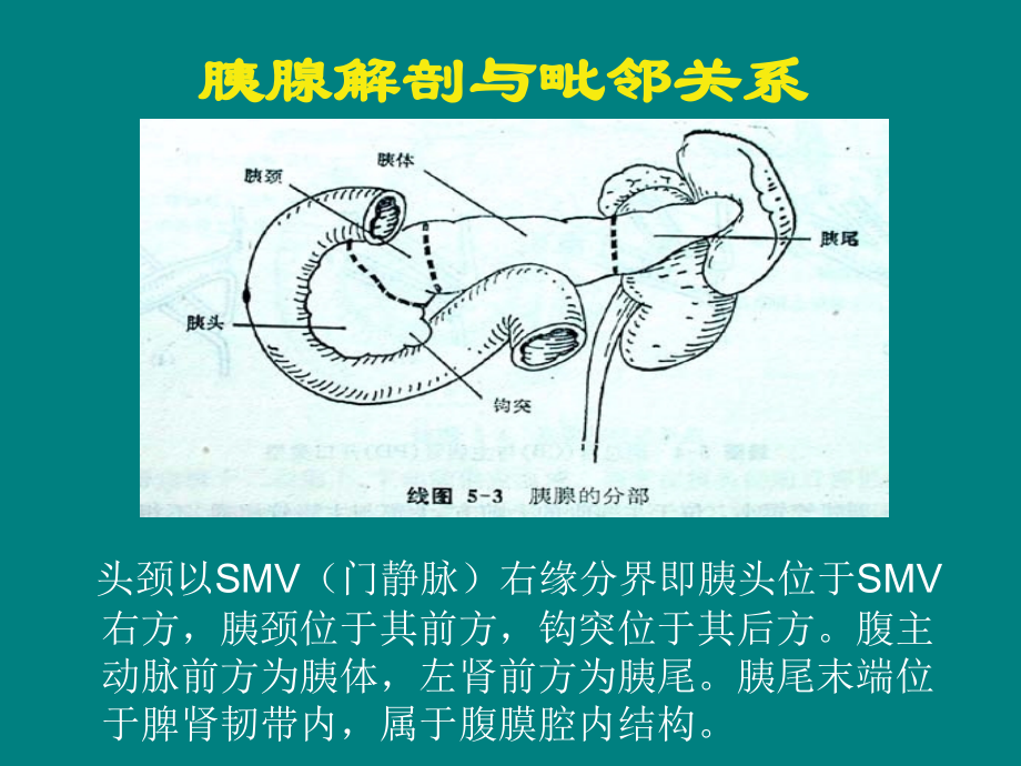 胰腺影像学.ppt_第2页