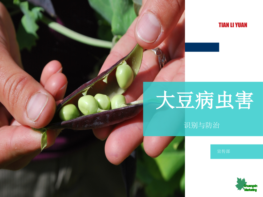 大豆病虫害识别与防治.ppt_第1页