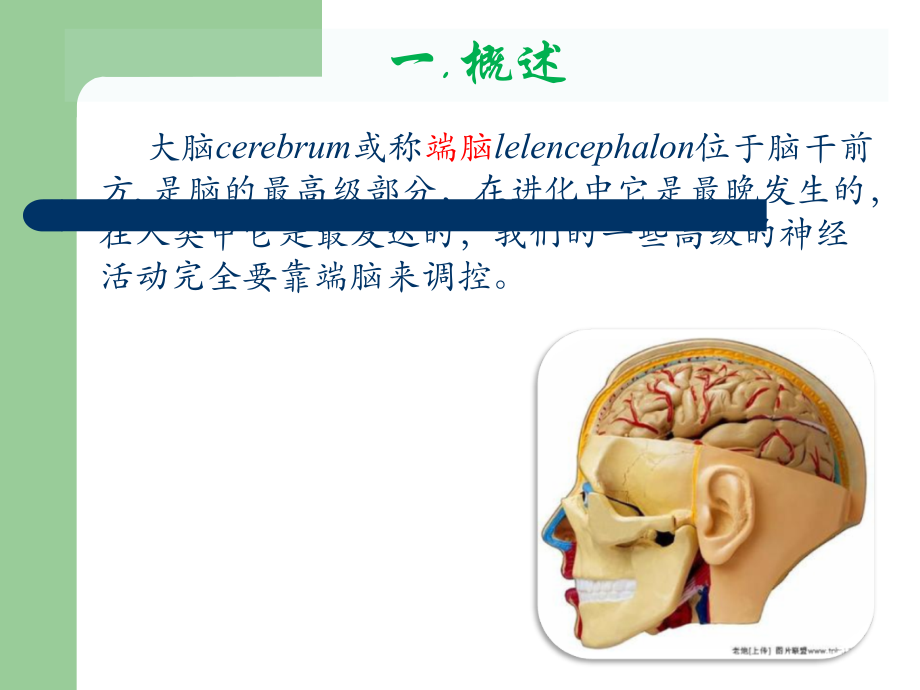 大脑皮质的功能定位.ppt_第2页