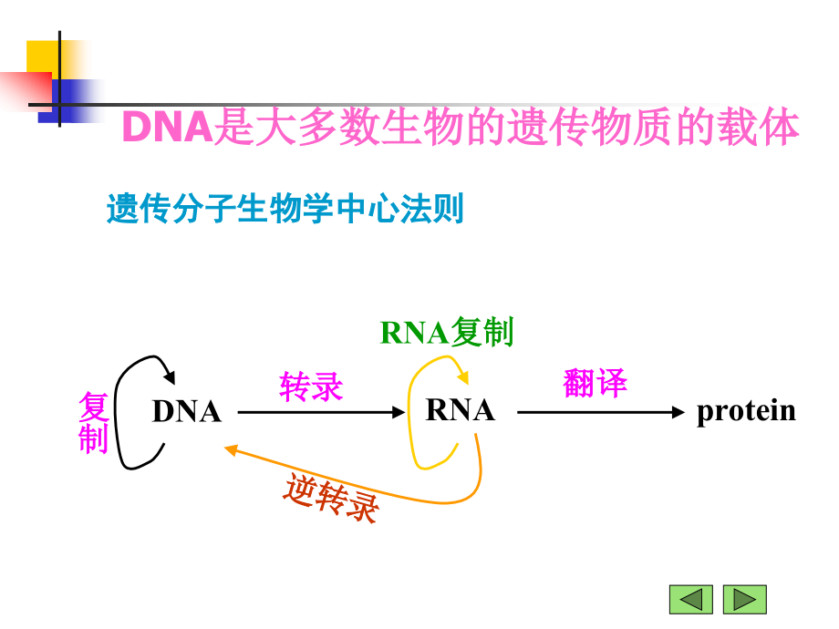 生物化学：基因表达调控.ppt_第2页