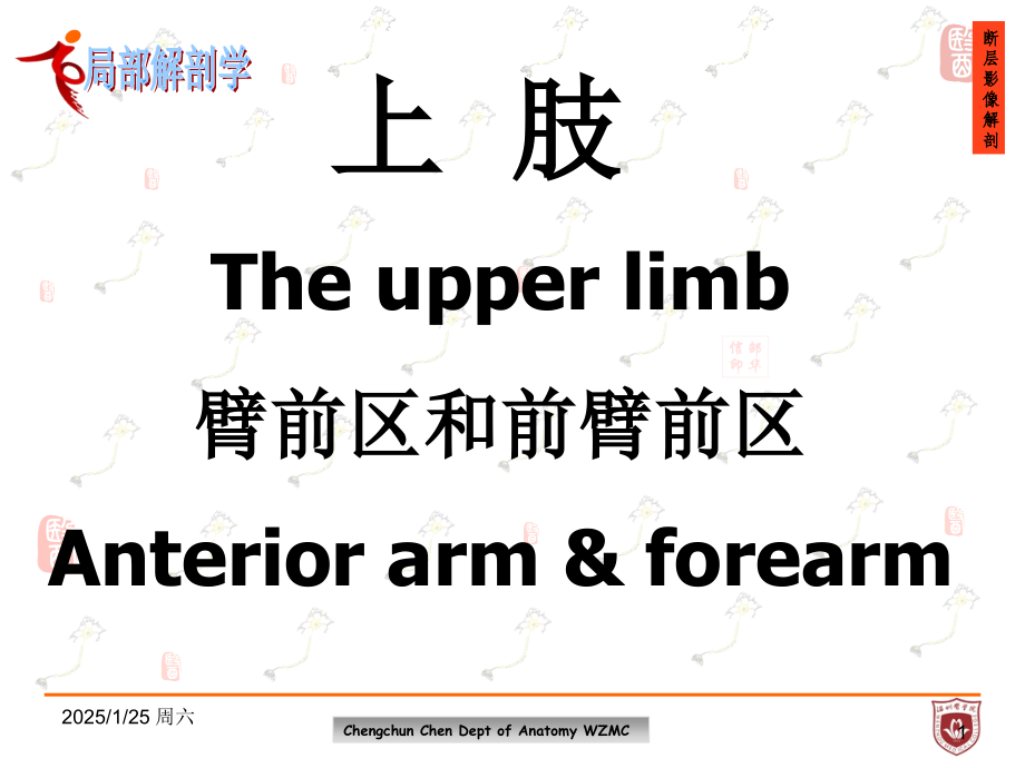 局部解剖学：臂前区和前臂前区.ppt_第1页