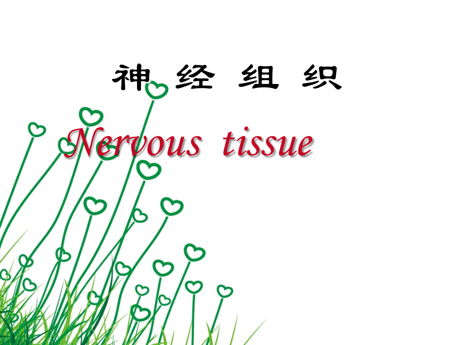 组织学与胚胎学：6 神经组织.ppt_第1页