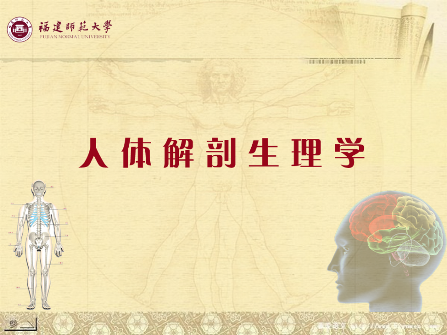 人体解剖生理学 第九章呼吸系统B(S).ppt_第1页