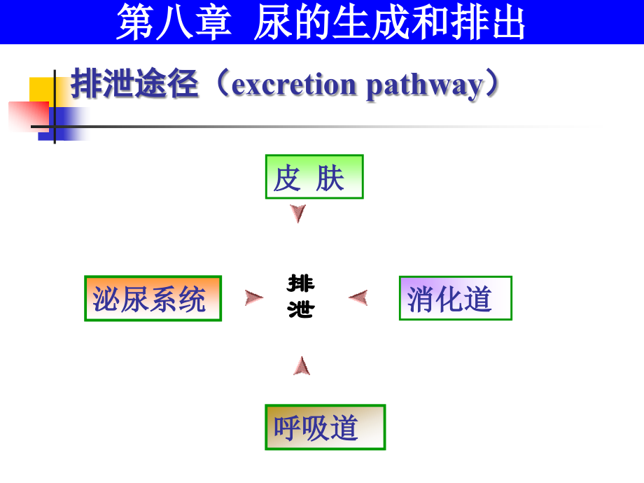 生理第八章尿的生成和排出.ppt_第2页
