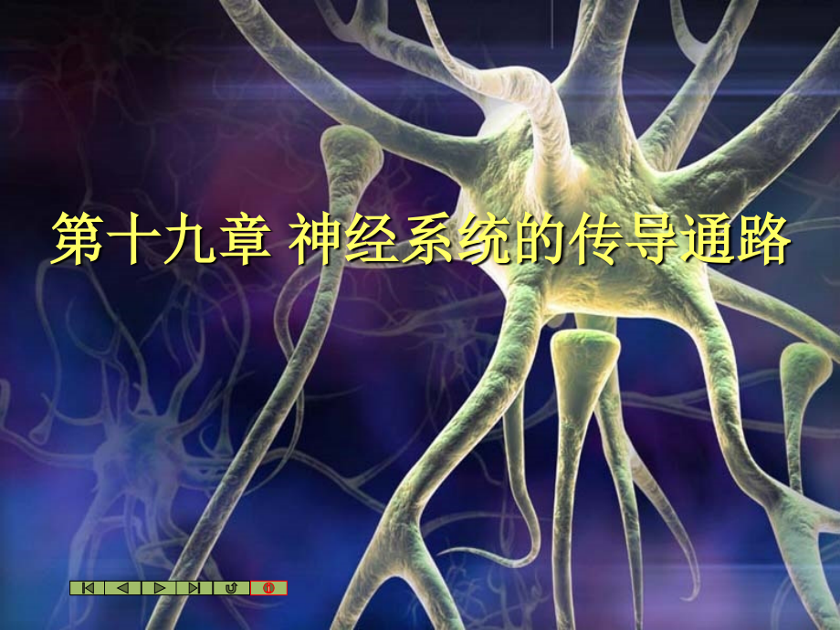 人体解剖学课件：09、神经系统传导通路.ppt_第1页