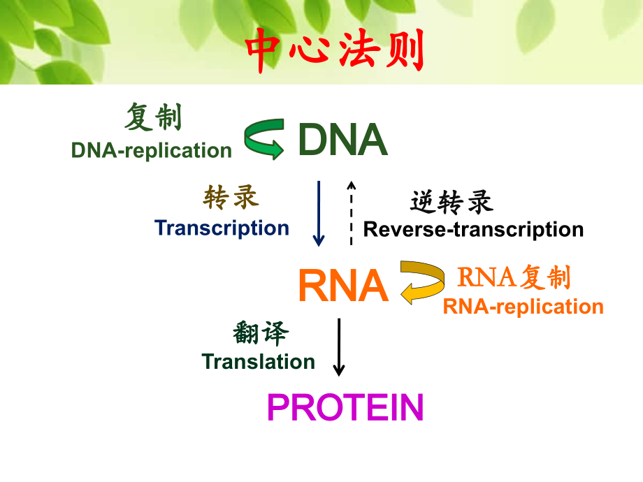 生物化学和分子生物学：第十三章 真核基因与基因组.pptx_第2页