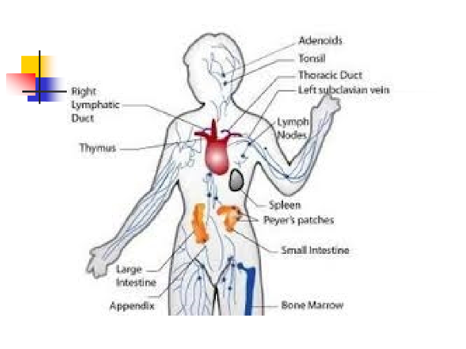 基础医学英语教学课件：Unit 9 Immune System.ppt_第2页