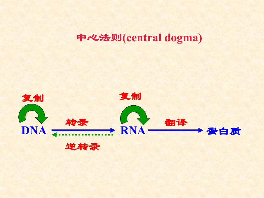 生物化学与分子生物学：第17章 蛋白质的生物合成.ppt_第1页