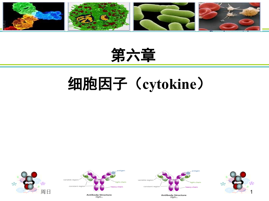 医学免疫学：06.细胞因子.ppt_第1页