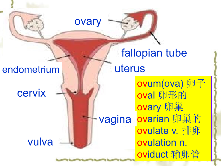 基础医学英语教学课件：Unit 5 Female Reproductive System.ppt_第2页