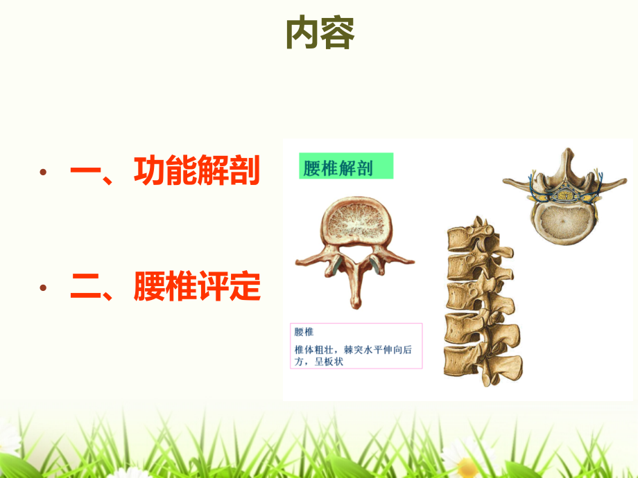 腰椎的康复评定1.ppt_第2页