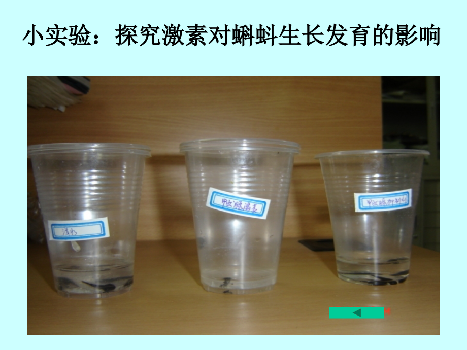 节内分泌系统中信息的传递和调节PPT课件.ppt_第2页