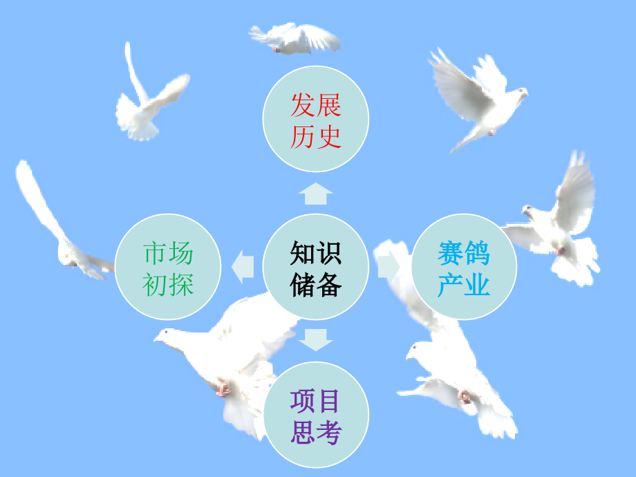 赛鸽特色文化小镇前期知识储备PPT课件.ppt_第2页