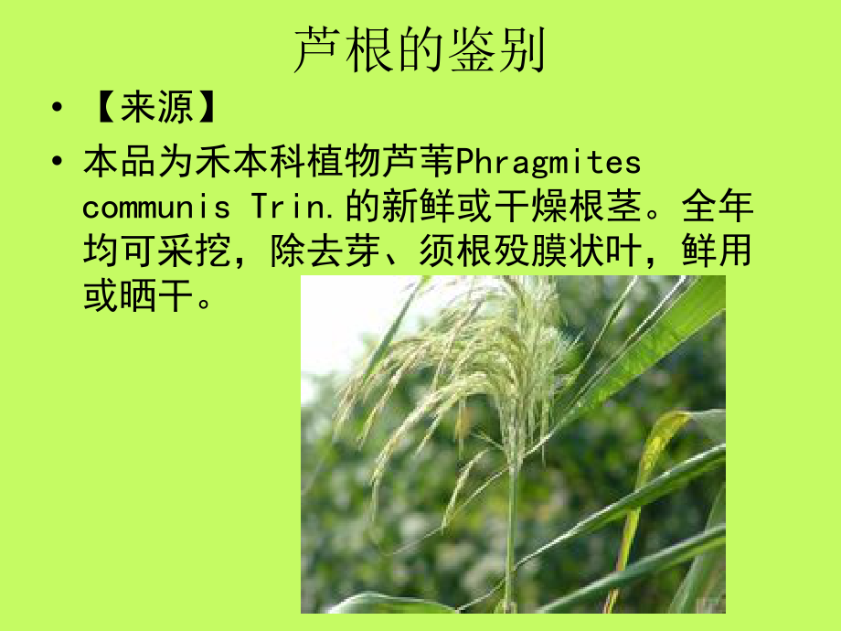 芦根与麻黄杏仁甘草石膏汤解析.pptx_第2页