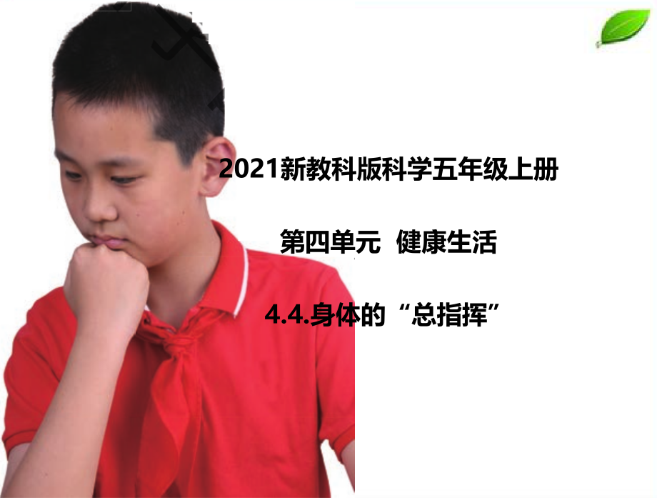 2024年新教科版科学五年级上册4.4.身体的“总指挥”课件.pptx_第1页