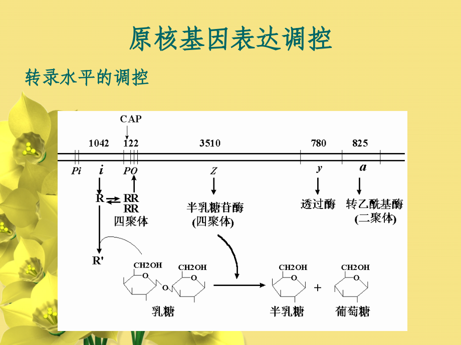 基因表达的调控-(2).ppt_第2页